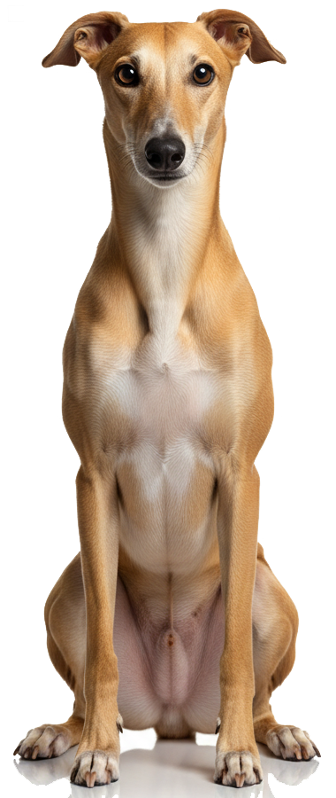 Afghan Hound