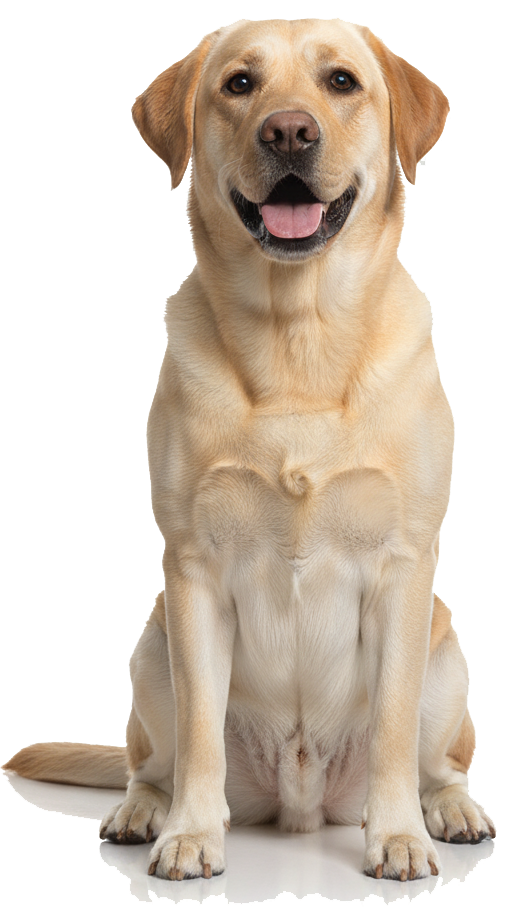 Afghan Hound