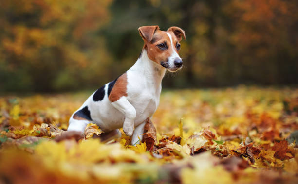 Jack Russell Terrier