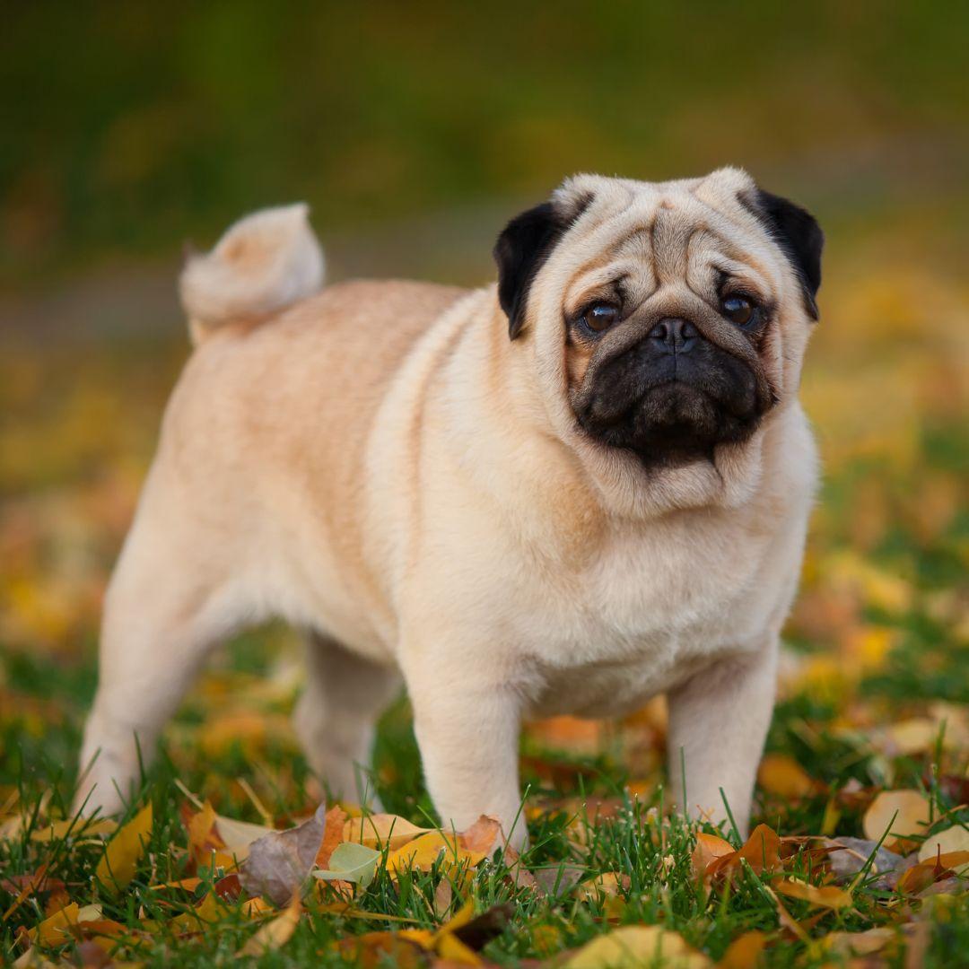 Pug