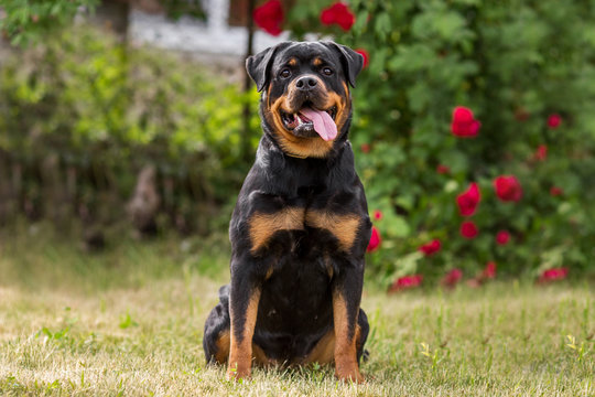 Rottweiler