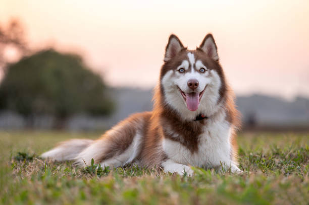Siberian Husky